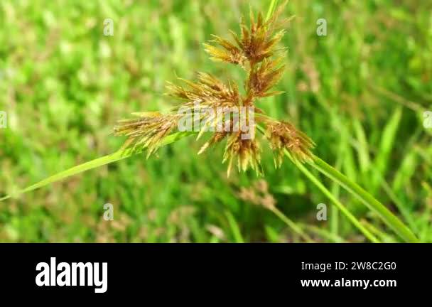 Cyperus rotundus (coco-grass, Java grass, nut grass, purple nut sedge ...
