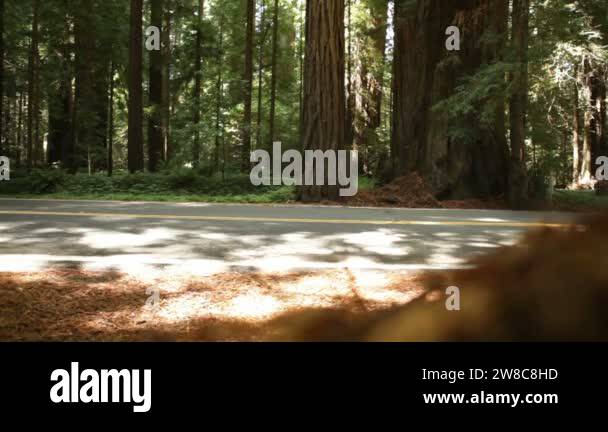 Tree lined road route Stock Videos & Footage - HD and 4K Video Clips ...