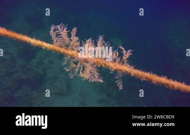 Rope underwater Stock Videos & Footage - HD and 4K Video Clips - Alamy