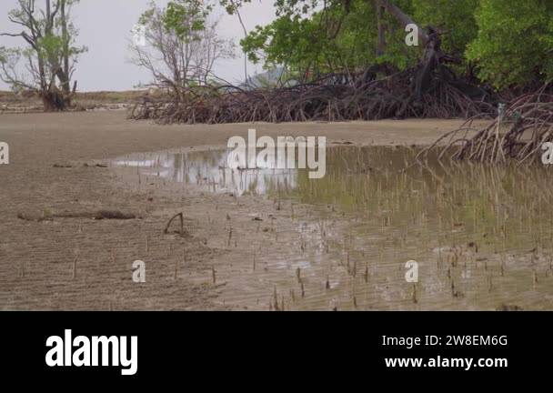Long mangrove tree roots, pneumatophores, aerial roots, special roots ...