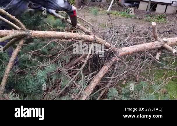 Tree Man Removed a man saws a tree with a chainsaw. the pine tree was removed from the ...