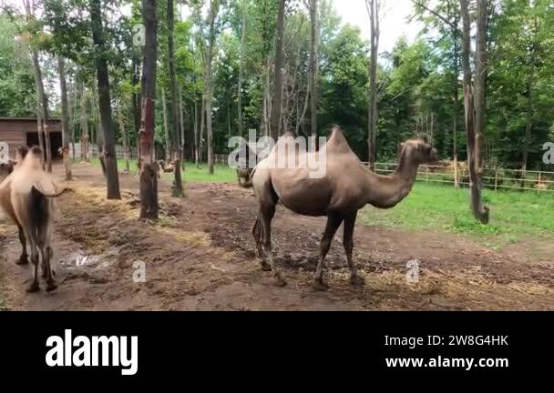 Bactrian Camels Camelus Bactrianus Also Known As The Mongolian Camel Or Domestic Camel Is A Bactrian Camels Camelus Bactrianus Also Known As The Mongolian Camel Or Domestic Camel Is A