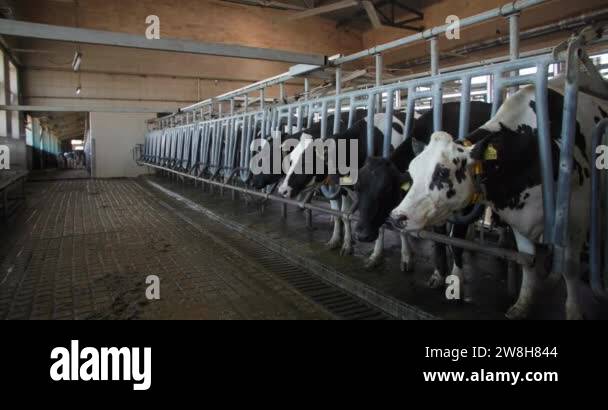 breeding cattle, beautiful dairy cows with a collar and tags in their ...