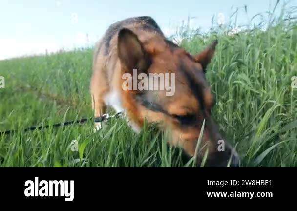 Dog Is Eating Grass. The Reasons For Eating Grass Can Be: Replenishment ... - Dog Stomach Problems From Eating Fresh Grass