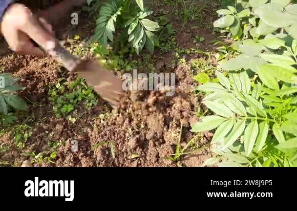 Spudding Implement Weeding Agriculture tools for flower garden. Gardener plouging the soil his ...