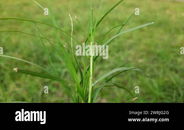 Cynodon dactylon grass. Its other names Bermuda,Dhoob,durva,ethana ...