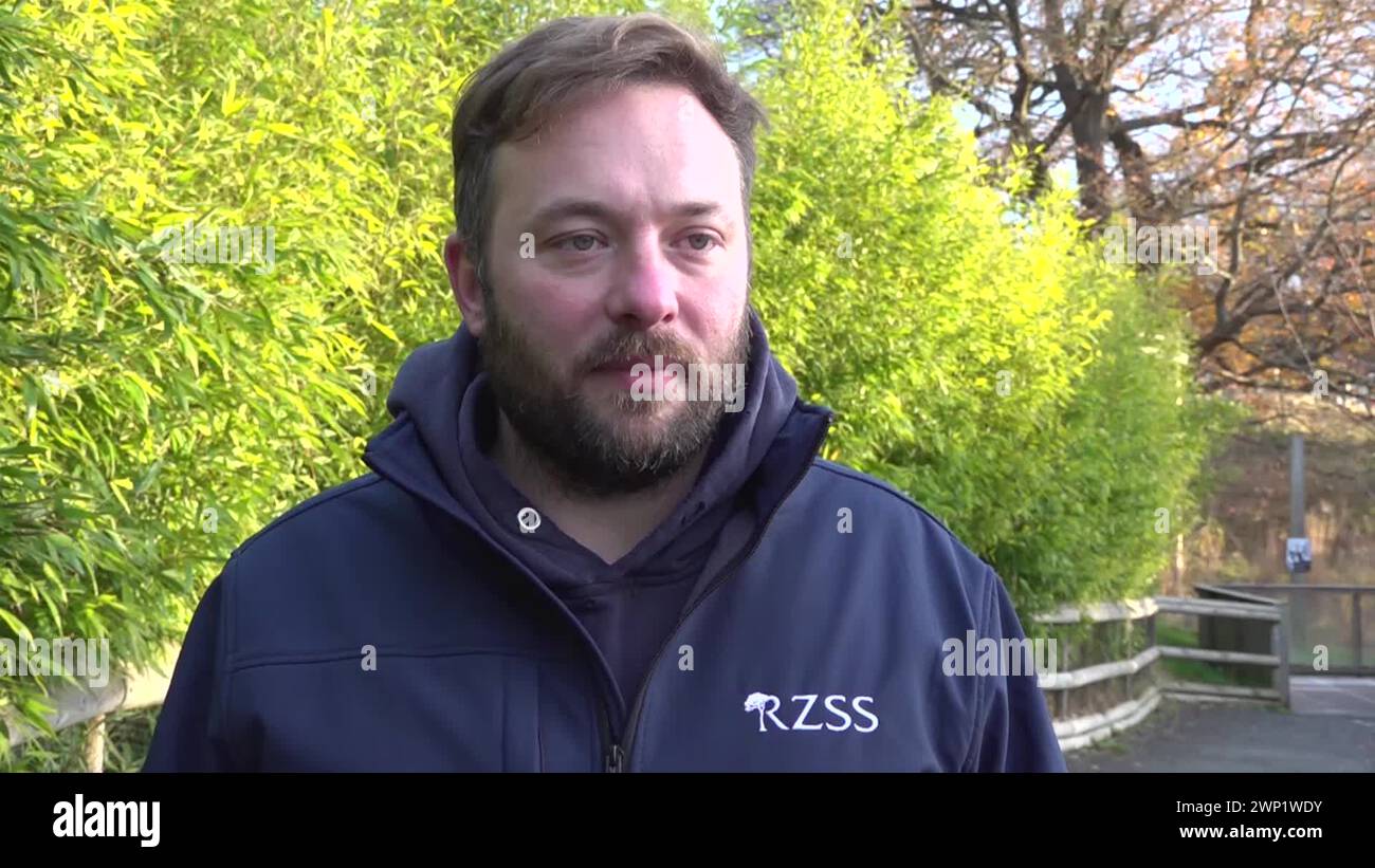 Edinburgh zoo giant pandas Stock Videos & Footage - HD and 4K Video