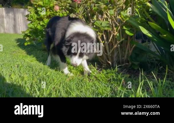 View of Dog eats grass. Male Border Collie eats green grass in backyard. Grass ...