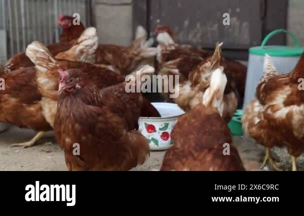 Domesticated insects Stock Videos & Footage - HD and 4K Video Clips - Alamy