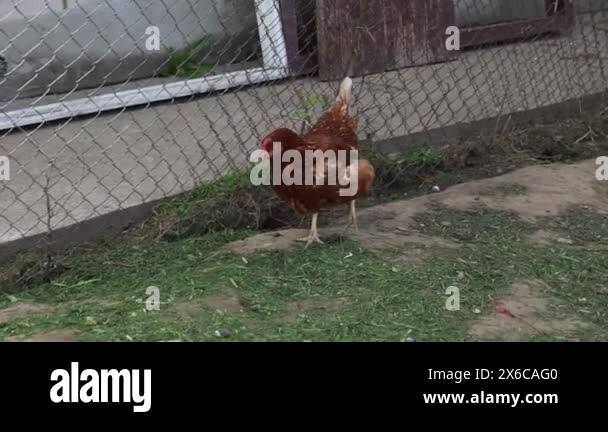 Chicken strut Stock Videos & Footage - HD and 4K Video Clips - Alamy