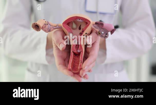 Gynecologist Shows Uterus Model For Explanation During Appointment gynecologist-shows-uterus-model-for-explanation-during-appointment