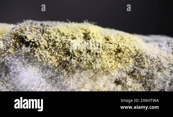 Microscopic look at fungal mold. Growth of yeast and mold on bread ...