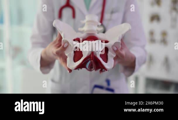 Model of doctor of anatomy of hip joint in clinic. Anatomy of hip joint ... Biology Diagrams