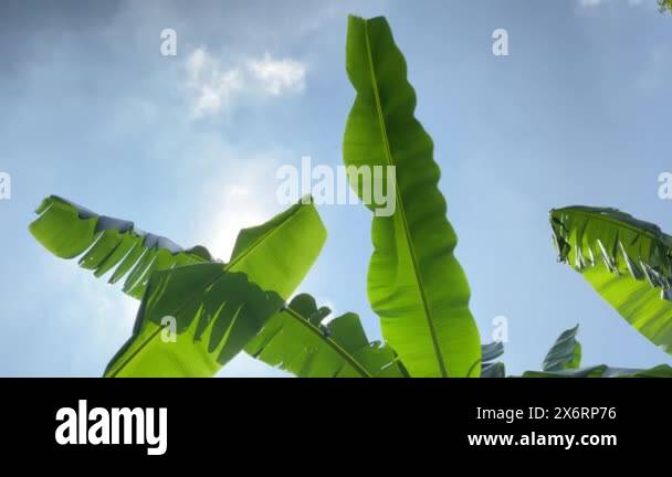 Wind blowing on banana leaf Stock Videos & Footage - HD and 4K Video ...
