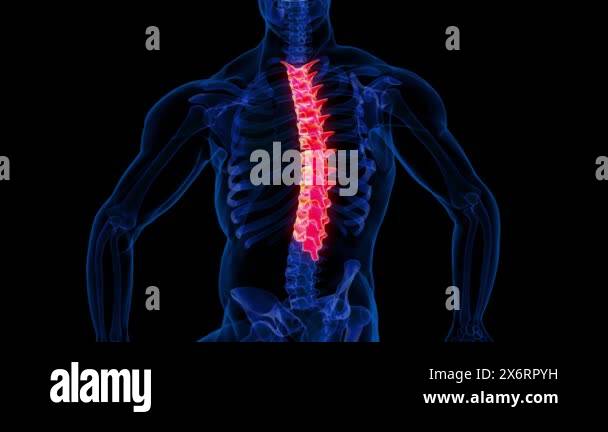 Human skeleton Thoracic spine Anatomy 3D animation For Medical Concept ...