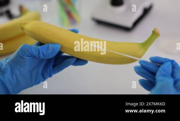 Scientific study of banana ripening process and toxins in laboratory ...