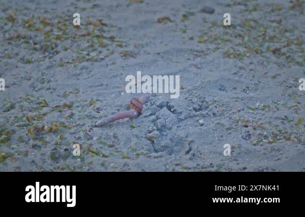 Sea earthworms live in small puddles when the sea level recedes.The sun ...