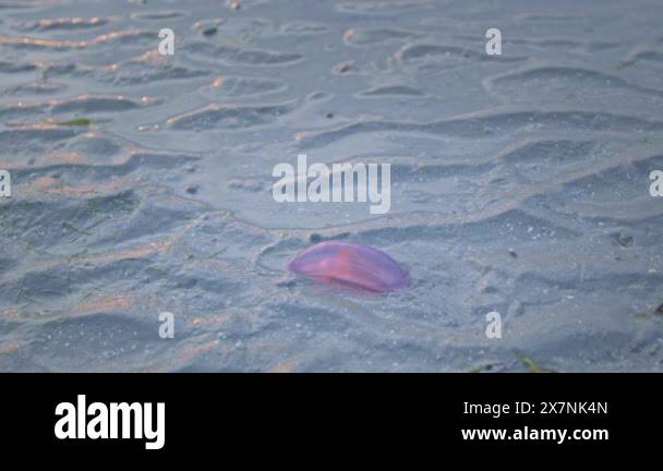 Sea earthworms live in small puddles when the sea level recedes.The sun ...