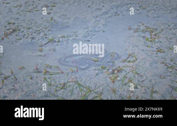 Sea earthworms live in small puddles when the sea level recedes.The sun ...