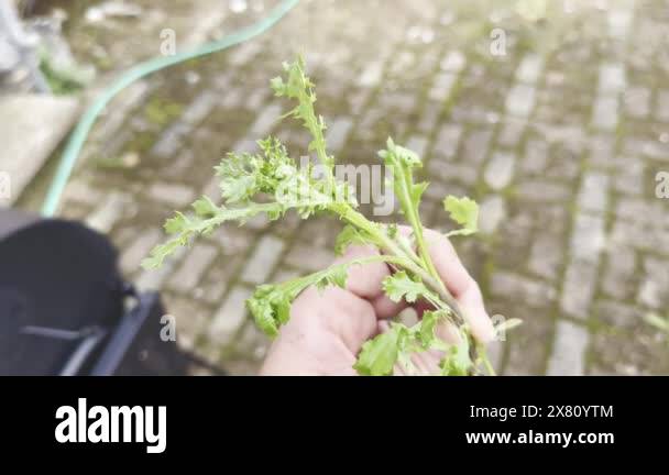 Hand Holding Common Groundsel (Senecio vulgaris) with Root System and ...
