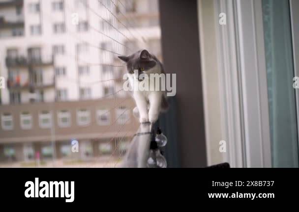 Cat balancing on railing Stock Videos & Footage - HD and 4K Video Clips ...