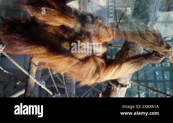 Frankfurt zoo. The orangutan climbing ropes, makes a beautiful display ...