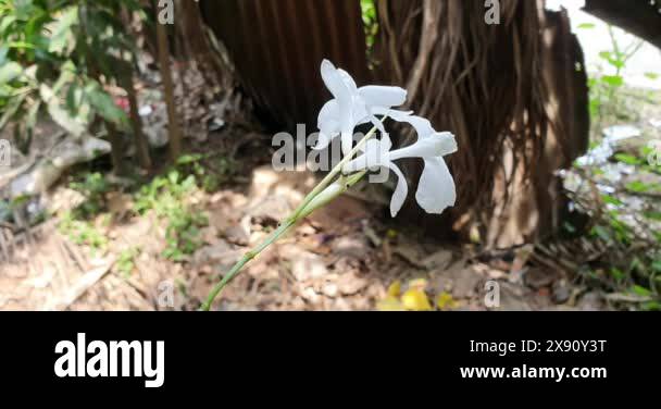 Pure flower Stock Videos & Footage - HD and 4K Video Clips - Alamy
