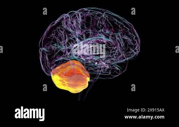 Cerebellum brain biology Stock Videos & Footage - HD and 4K Video Clips ...