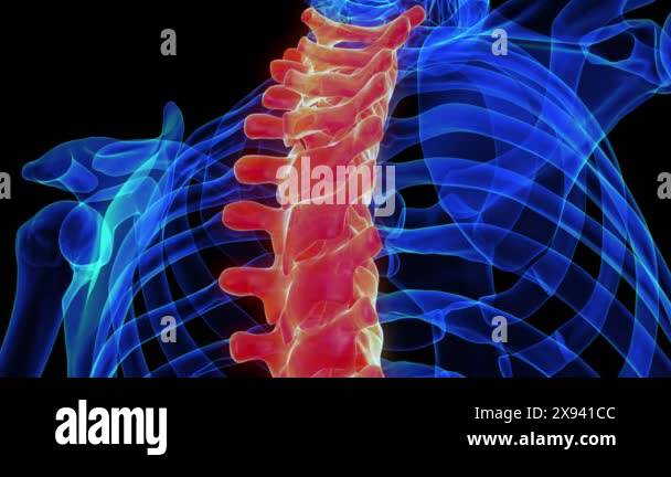 Thoracic vertebrae anatomy 3d Stock Videos & Footage - HD and 4K Video ...