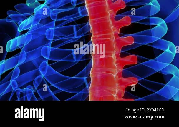 Thoracic vertebrae anatomy 3D animation for medical concept Stock Video ...