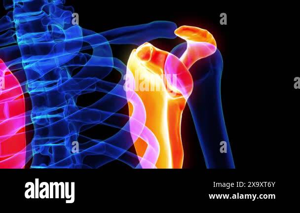 Scapula Animation Scapula bone anatomy for medical concept 3D animation Stock Video ...