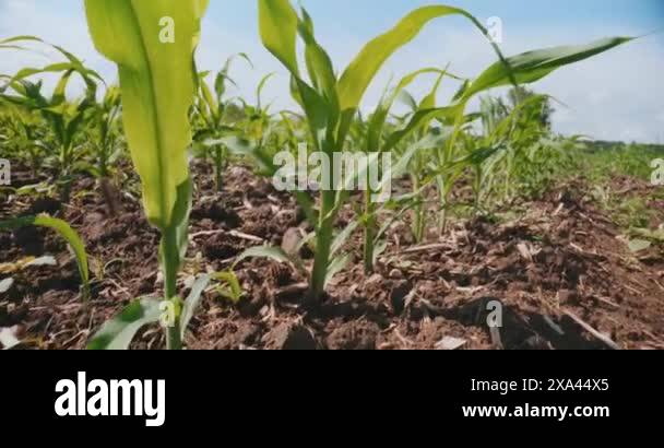 Crop marking field Stock Videos & Footage - HD and 4K Video Clips - Alamy