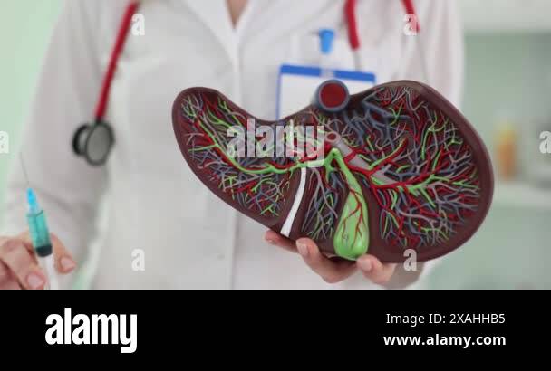 Liver model with injection syringe. Liver injection for alcoholism ...