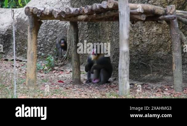 Mandrill coloring of mandrills is one of brightest and most colorful ...