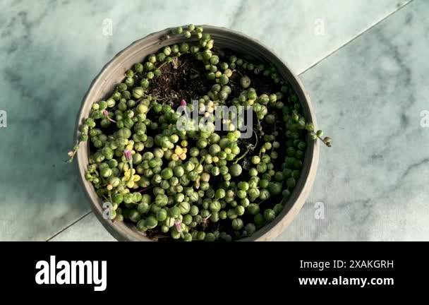 Senecio Rowleyanus Variegata Stock Videos Footage Hd And 4k Video