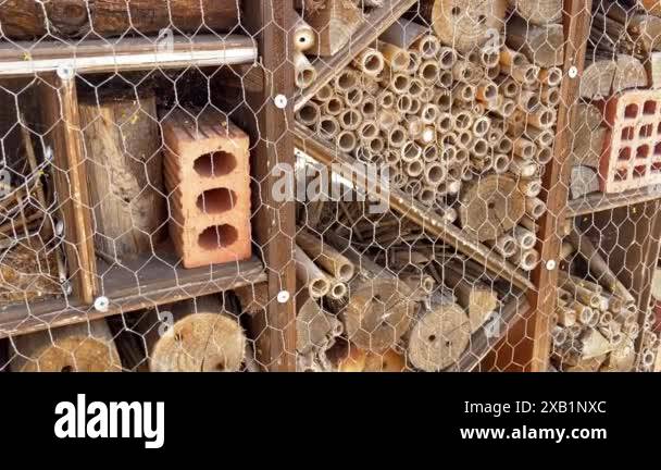 Structure of insects Stock Videos & Footage - HD and 4K Video Clips - Alamy