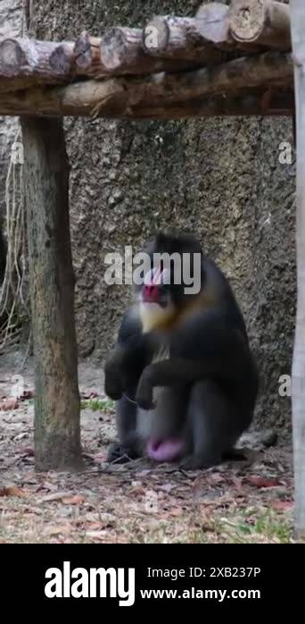 Mandrill coloring of mandrills is one of brightest and most colorful ...