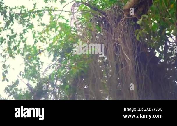 Long trailing leaf Stock Videos & Footage - HD and 4K Video Clips - Alamy