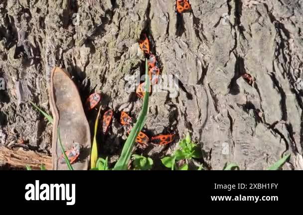 Colony of Pyrrocoris Apterus nests on the trunk of an acacia tree. Red ...