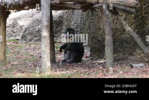 Mandrill coloring of mandrills is one of brightest and most colorful ...