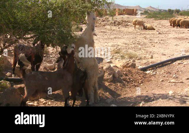 Saudi arabian sheep Stock Videos & Footage - HD and 4K Video Clips - Alamy