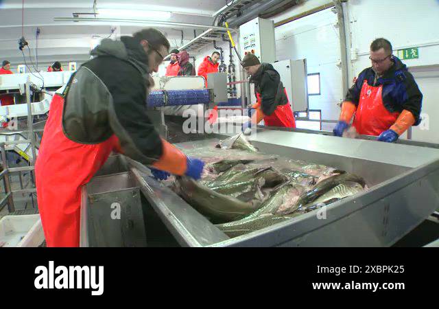Men work cutting and cleaning fish on an assembly line at a fish ...
