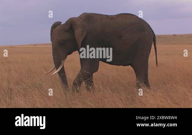 Elephant grazes in open field Stock Videos & Footage - HD and 4K Video ...