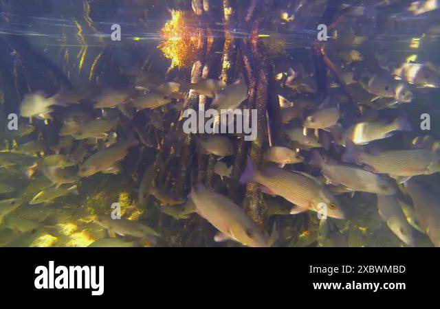 A school of fish swim around tree roots in a mangrove forest Stock ...