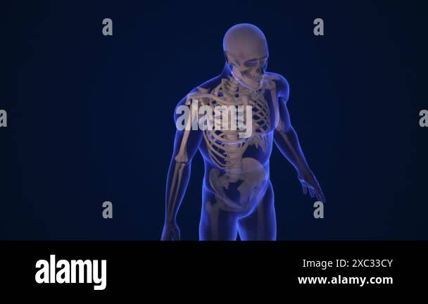 Shoulder joint anatomy Stock Videos & Footage - HD and 4K Video Clips ...