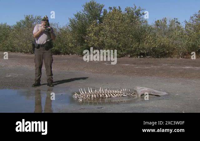 Florida wildlife photographs Stock Videos & Footage - HD and 4K Video ...