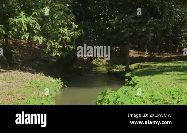 Serene forest scene with gentle stream flowing through lush green ...
