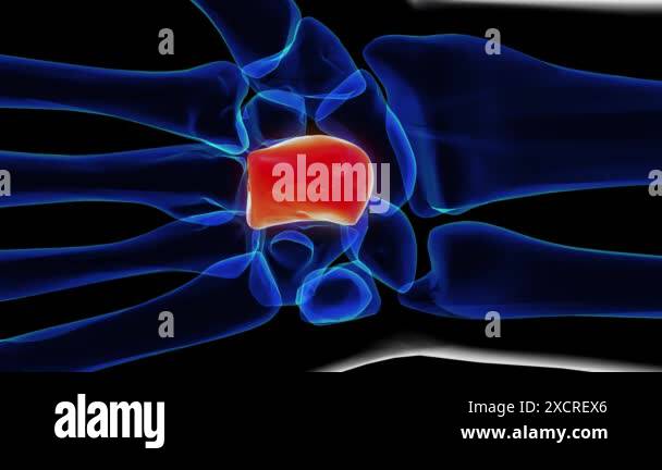 3d animation human bone anatomy Stock Videos & Footage - HD and 4K ...