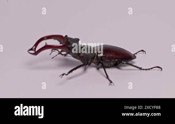Insect Motion Stag Beetle Walking on White Background. Close-up of Stag Beetle in ...