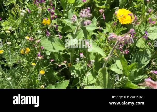 Different species of insect Stock Videos & Footage - HD and 4K Video ...